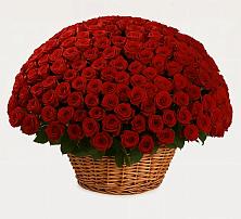 Премиум букет из: Розы в Волгограде